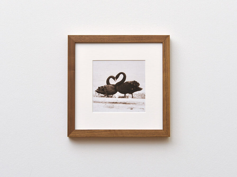 Schwarzschwäne bilden das Herzsymbol – für Liebe, Treue und Einheit