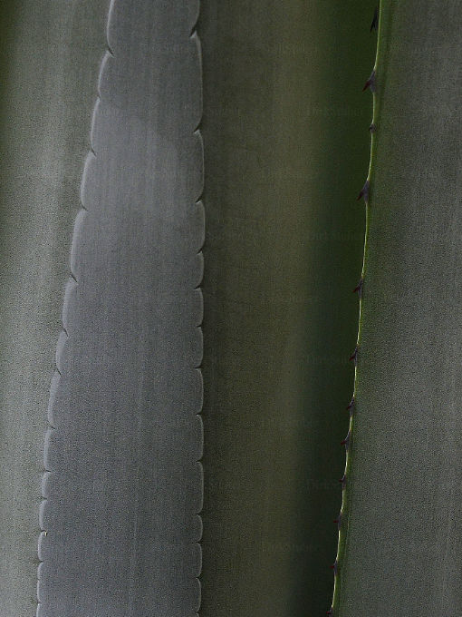 Agarve Blätterprägungen