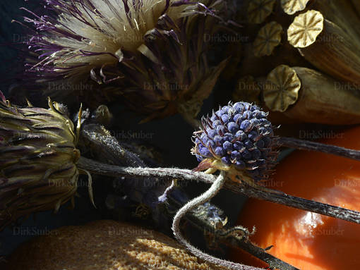 Stillleben mit getrockneten Blüten und Samenkapseln