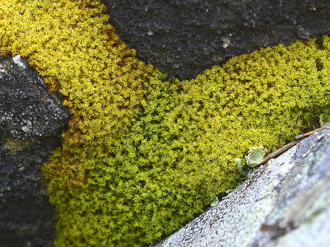 Gelbes Moos im Stein