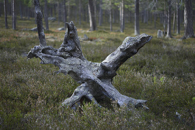 eine verwitterte Baumwurzel im Kiefernwald