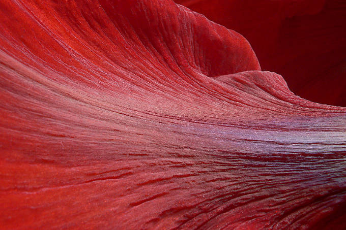 Ausschnitt einer roten Amaryllisblüte