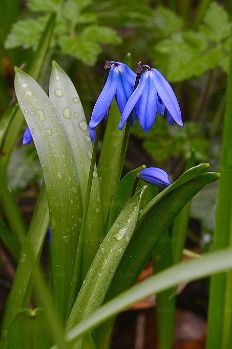 Blühender Sibirischer Blaustern