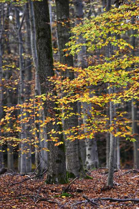 Buchenwald im Herbst