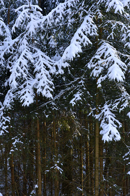 Fichten verschneit
