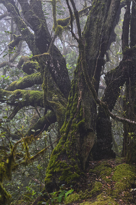 Nebelwald im Nationalpark Garajonay auf Gomera