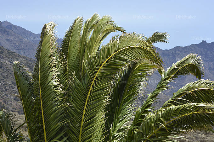 Palmwedel im Wind auf Gomera