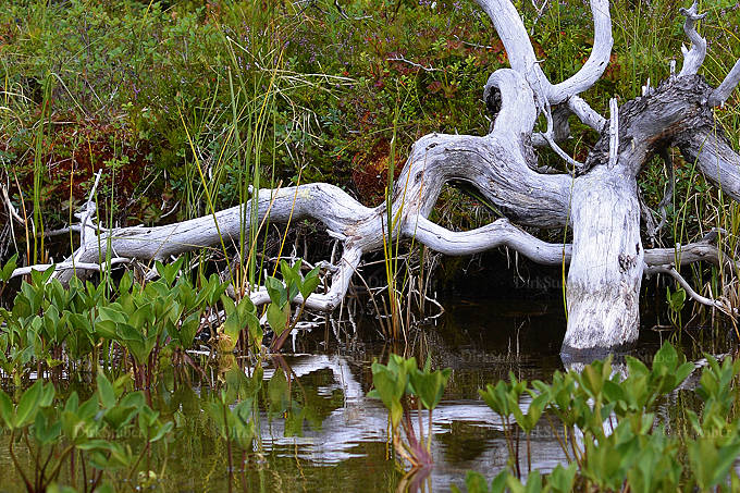 silberfarbenens Baumskelett am Fluss