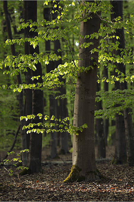 Buchenwald im April