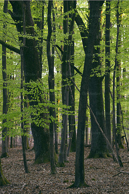 Buchenwald im April