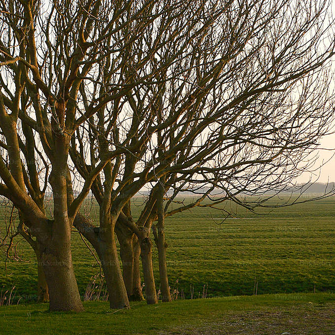 Eschen im Frühjahr in Westerhever