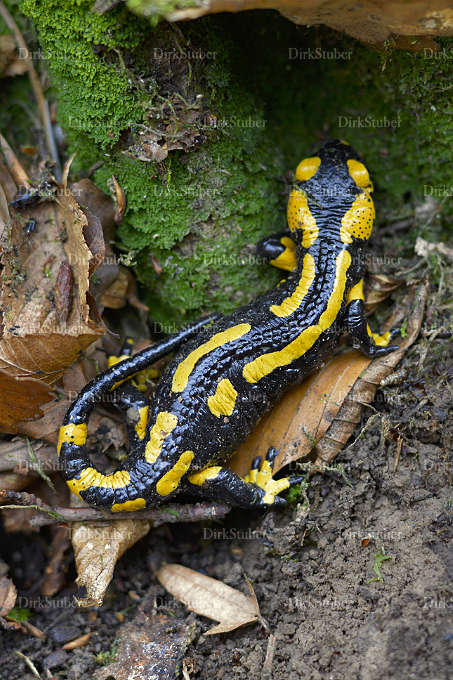 Feuersalamander in Ruhe im Herbst im Laub und Moos
