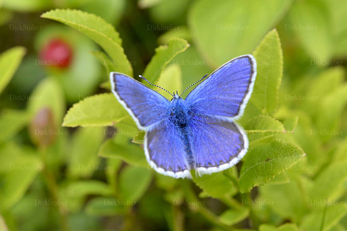 Geißklee-Bläuling auf Blaubeersträuchern