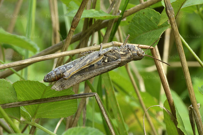 Grashüpfer hängt an einem trockenen Stengel
