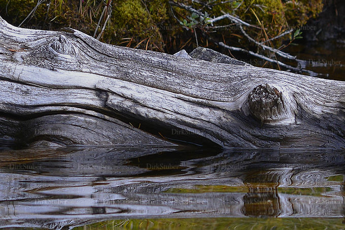 Baumstamm mit Augen und Maul im Wasser