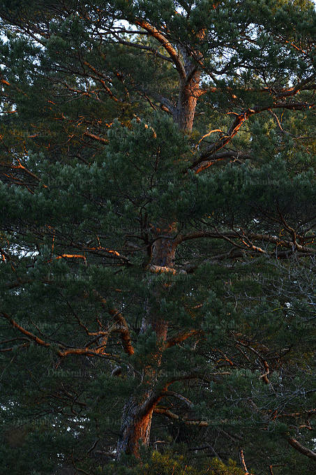Kiefer in der Morgensonne