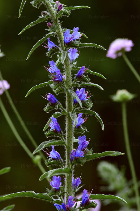 Natternkopf Blüten, im Hintergrund Witwenblume