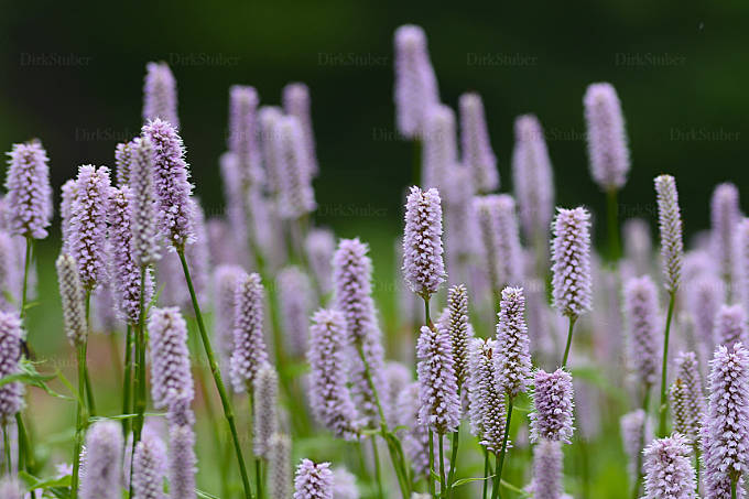 Blüten des Schlangen-Knöterichs