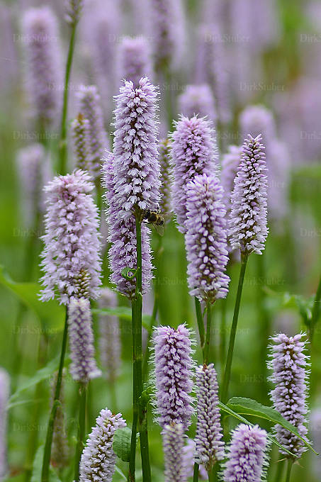 Blüten des Schlangen-Knöterichs