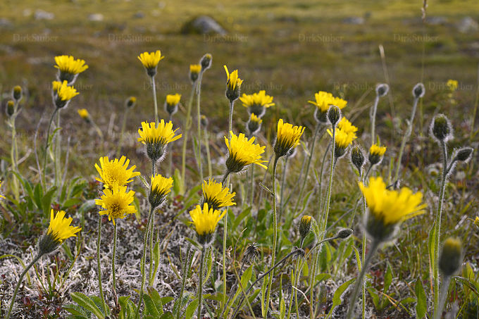 Alpen-Habichtskraut auf einer Hochebene in der Hardangervidda