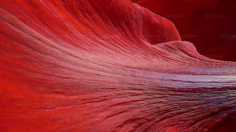 Struktur einer Amaryllis Blüte