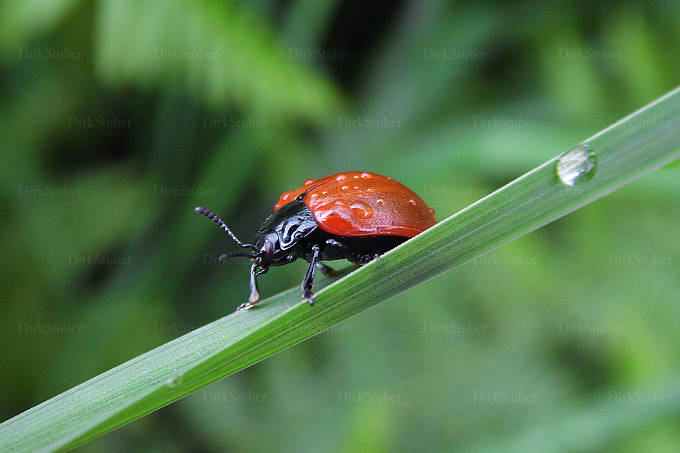 Käfer mit roten Flügeln auf einem Halm
