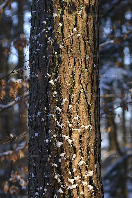 Kiefernstamm im Winter mit Schneeflocken