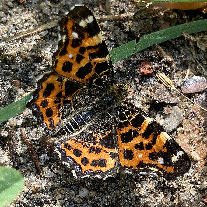 Landkärtchen (Araschnia levana)