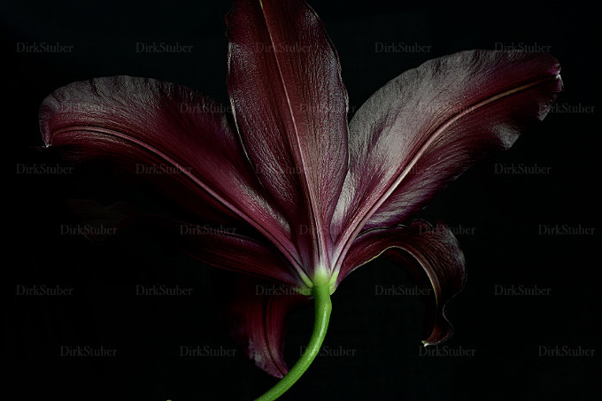 Rückseite einer pinkfarbenen Lilienblüte vor schwarzem Hintergrund