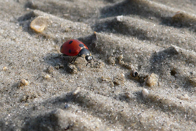 Ein Marienkäfer auf Wanderung am Nordseestrand