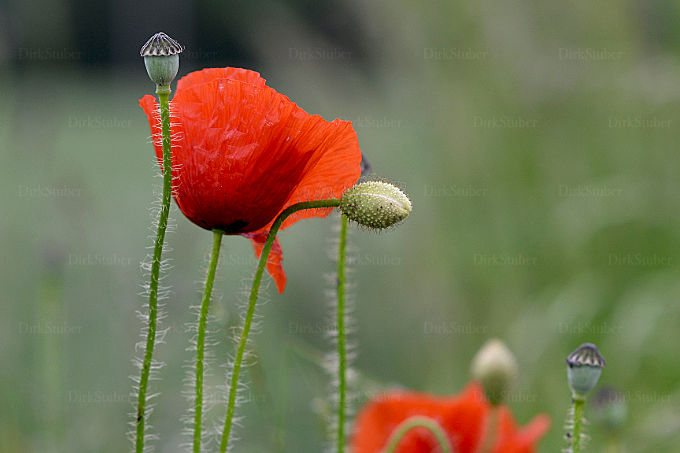 Klatschmohn – geöffnete und geschlossene Blüten sowie Samenkapseln