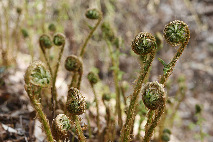 junge Triebe des Wurmfarns
