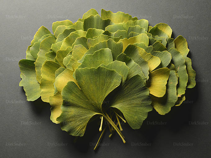 Ginkgoblätter Fächer