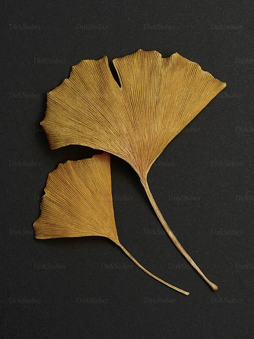 Zwei trockene Ginkgoblätter