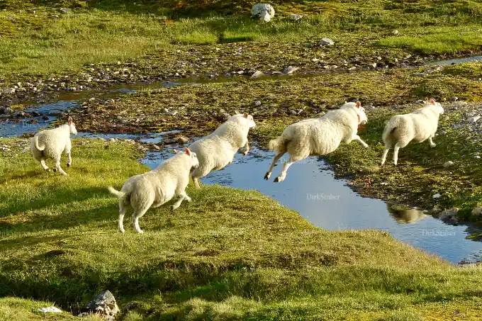 Schafe springen über einen Bach, Hardangervidda