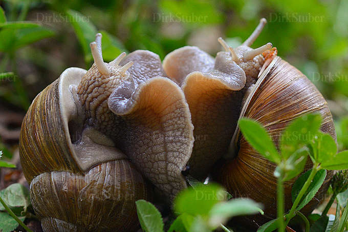 Paarung Weinbergschnecken