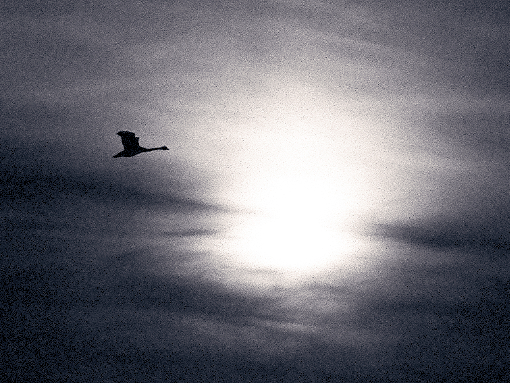 Fliegende Gans im Gegenlicht vor Schleierwolken, Schwarzweiß-Fotografie