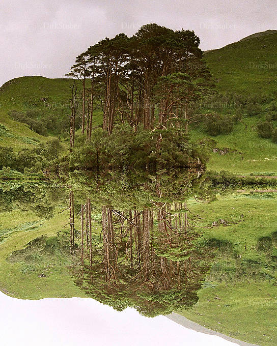 Landschaft auf Ardnamurchan in Schottland, Kiefern auf einer Insel spiegeln sich im See