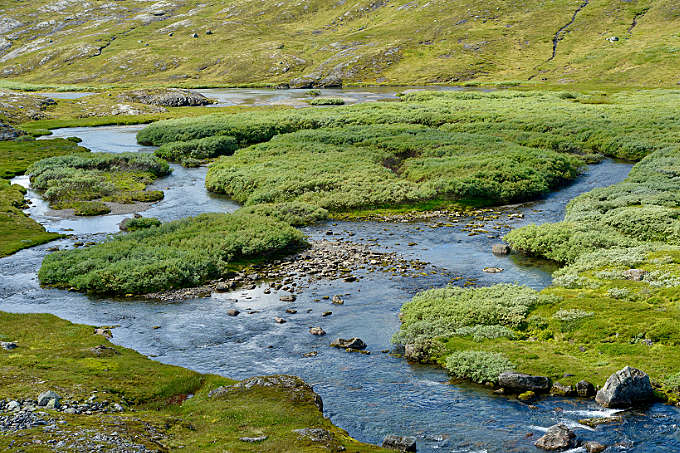 Kleine Inseln mit Zwergweiden in einem Fluss in der Hardangervidda